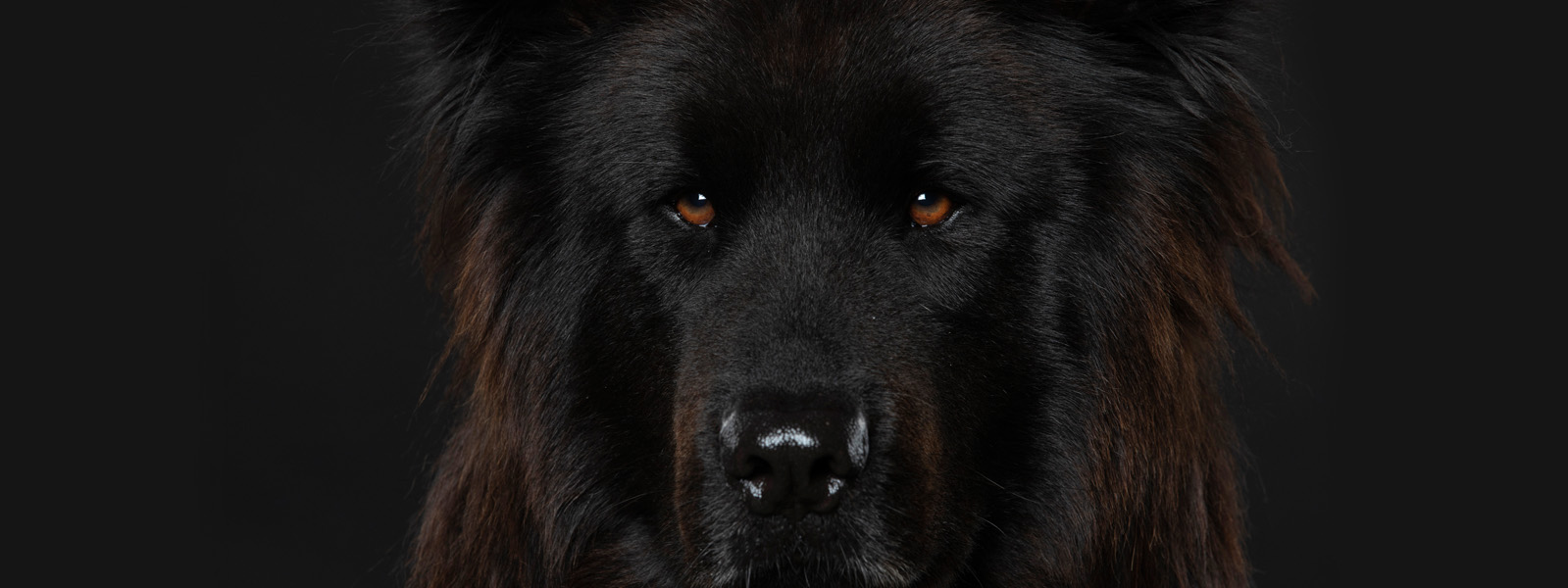 Logo Bettwanzen-Spürhund Tao